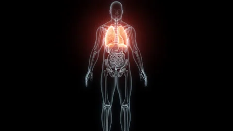 3D rendering Medical Animation of a Human Lungs.X-ray of a Lungs Stock Footage 237099268