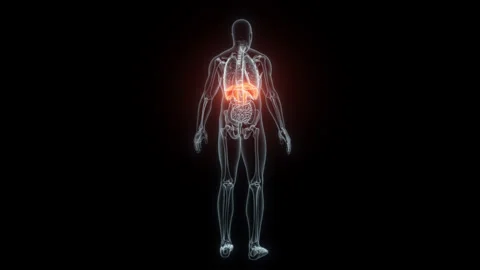 3D rendering Medical Animation of a Human Diaphragm.X-ray of a Diaphragm Stock Footage 237797745