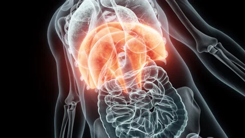 3D rendering Medical Animation of a Human Diaphragm.X-ray of a Diaphragm Stock Footage 237797844
