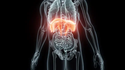 3D rendering Medical Animation of a Human Diaphragm.X-ray of a Diaphragm Stock Footage 237798735