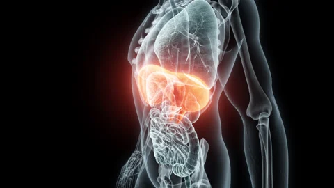 3D rendering Medical Animation of a Human Diaphragm.X-ray of a Diaphragm Stock Footage 237799555