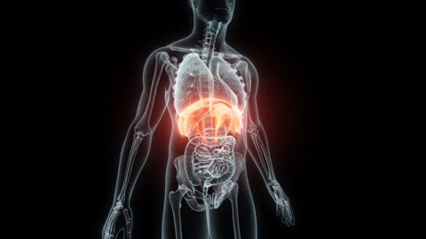 3D rendering Medical Animation of a Human Diaphragm.X-ray of a Diaphragm Stock Footage 237801138