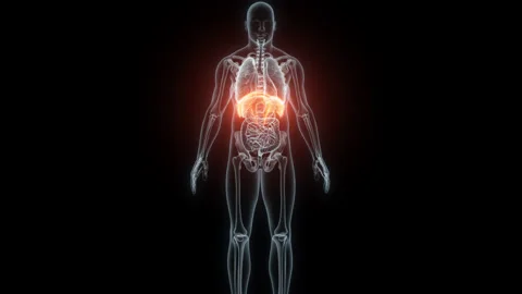 3D rendering Medical Animation of a Human Diaphragm.X-ray of a Diaphragm Stock Footage 237801361