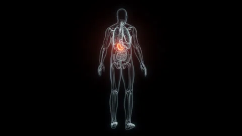 3D rendering Medical Animation of a Human Stomach.X-ray of a Stomach Stock Footage 237801714