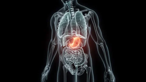 3D rendering Medical Animation of a Human Stomach.X-ray of a Stomach Stock Footage 237803029
