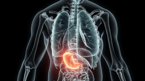 3D rendering Medical Animation of a Human Stomach.X-ray of a Stomach Stock Footage 237803672