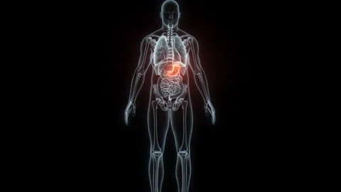 3D rendering Medical Animation of a Human Stomach.X-ray of a Stomach Stock Footage 237805864