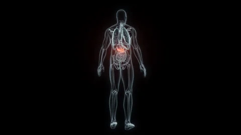 3D rendering Medical Animation of a Human Pancreas.X-ray of a Pancreas Stock Footage 237936412