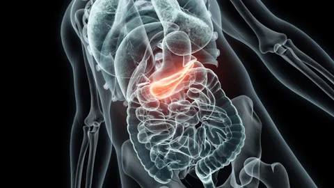 3D rendering Medical Animation of a Human Pancreas.X-ray of a Pancreas Stock Footage 237937272