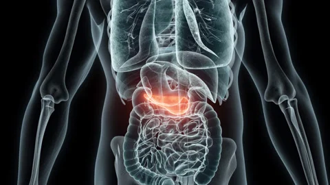 3D rendering Medical Animation of a Human Pancreas.X-ray of a Pancreas Stock Footage 237939195