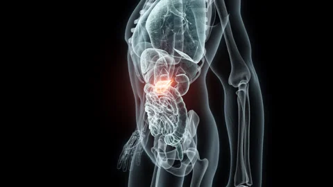 3D rendering Medical Animation of a Human Pancreas.X-ray of a Pancreas Stock Footage 237940044