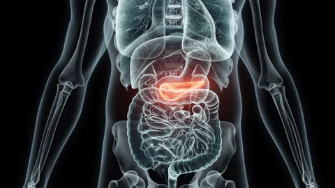 3D rendering Medical Animation of a Human Pancreas.X-ray of a Pancreas Stock Footage 237940734