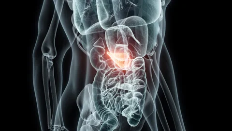 3D rendering Medical Animation of a Human Pancreas.X-ray of a Pancreas Stock Footage 237941728