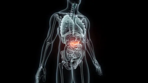 3D rendering Medical Animation of a Human Pancreas.X-ray of a Pancreas Stock Footage 237941923