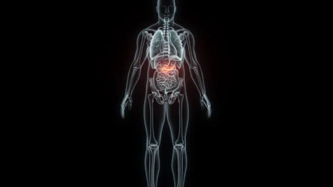3D rendering Medical Animation of a Human Pancreas.X-ray of a Pancreas Stock Footage 237942386