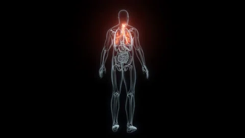 3D rendering Medical Animation of a Human Trachea and Bronchi.X-ray of a Trachea Stock Footage 238078362