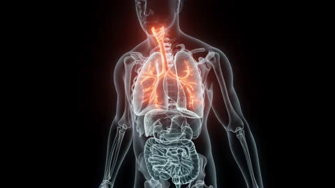 3D rendering Medical Animation of a Human Trachea and Bronchi.X-ray of a Trachea Stock Footage 238079972