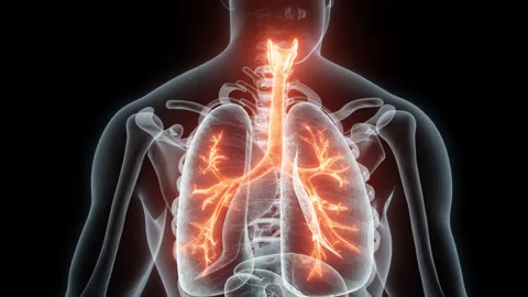 3D rendering Medical Animation of a Human Trachea and Bronchi.X-ray of a Trachea Stock Footage 238081717