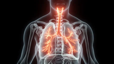 3D rendering Medical Animation of a Human Trachea and Bronchi.X-ray of a Trachea Stock Footage 238084097