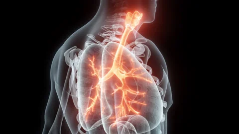 3D rendering Medical Animation of a Human Trachea and Bronchi.X-ray of a Trachea Stock Footage 238084834
