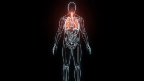 3D rendering Medical Animation of a Human Trachea and Bronchi.X-ray of a Trachea Stock Footage 238086424