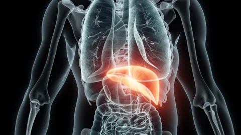 3D rendering Medical Animation of a Human Lver.X-ray of a Human Lver Stock Footage 238944006