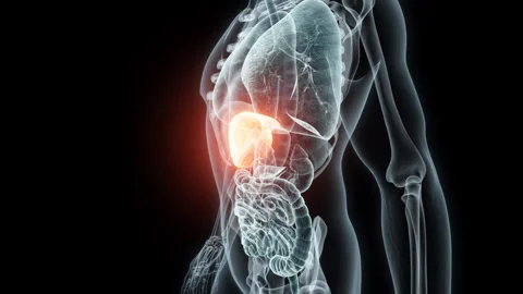 3D rendering Medical Animation of a Human Lver.X-ray of a Human Lver Stock Footage 238945002