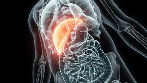3D rendering Medical Animation of a Human Lver.X-ray of a Human Lver Stock Footage 238976755