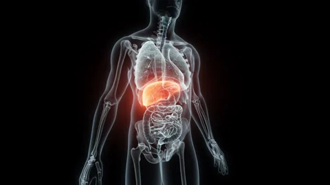 3D rendering Medical Animation of a Human Lver.X-ray of a Human Lver Stock Footage 238978706