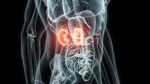 3D rendering Medical Animation of a Human Kidneys .X-ray of a Kidneys Stock Footage 239241388