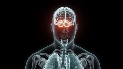 3D rendering Medical Animation of a Human Cerebellum.X-ray of a Cerebellum Stock Footage 239334381