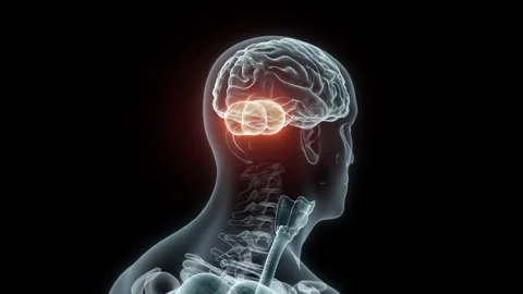 3D rendering Medical Animation of a Human Cerebellum.X-ray of a Cerebellum Stock Footage 239335564