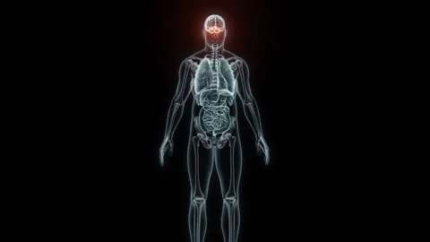3D rendering Medical Animation of a Human Cerebellum.X-ray of a Cerebellum Stock Footage 239337808