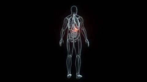 3D rendering Medical Animation of a Human Gallbladder.X-ray of a Gallbladder Stock Footage 239459179