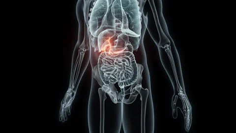 3D rendering Medical Animation of a Human Gallbladder.X-ray of a Gallbladder Stock Footage 239460782