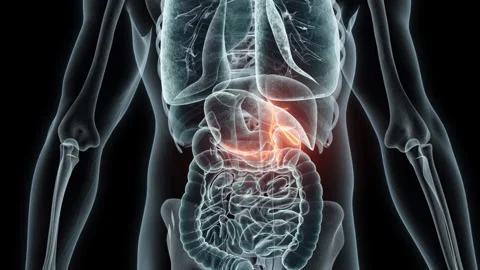 3D rendering Medical Animation of a Human Gallbladder.X-ray of a Gallbladder Stock Footage 239462067