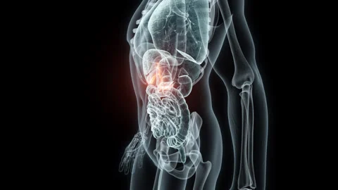 3D rendering Medical Animation of a Human Gallbladder.X-ray of a Gallbladder Stock Footage 239462200
