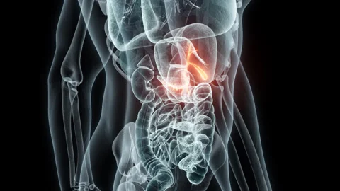 3D rendering Medical Animation of a Human Gallbladder.X-ray of a Gallbladder Stock Footage 239463773