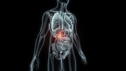 3D rendering Medical Animation of a Human Gallbladder.X-ray of a Gallbladder Stock Footage 239464936