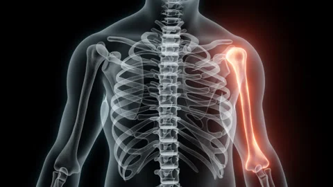 3D rendering of a medical animation of a Humerus. X-ray of a human Humerus. Stock Footage 239652129