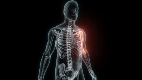 3D rendering of a medical animation of a Humerus. X-ray of a human Humerus. Stock Footage 239654347