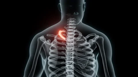 3D rendering of a medical animation of a rib. X-ray of a human rib. Stock Footage 234053722