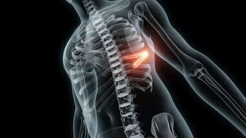 3D rendering of a medical animation of a rib. X-ray of a human rib. Stock Footage 239537583