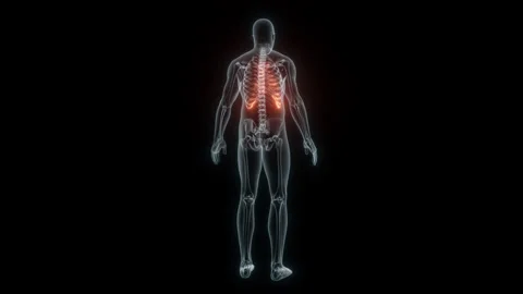 3D Rendering of a Medical Animation of the Rib cage. X-ray of the Rib cage. Stock Footage 239844930