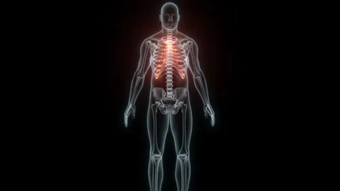 3D Rendering of a Medical Animation of the Rib cage. X-ray of the Rib cage. Stock Footage 239851164