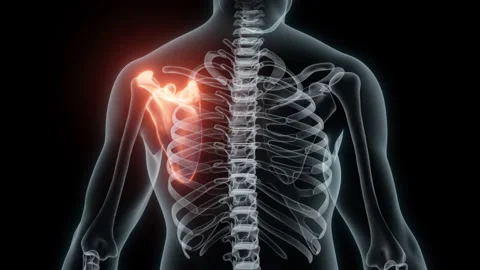 3D Rendering of a Medical Animation of the Scapula. X-ray of the Scapula. Stock Footage 239835010