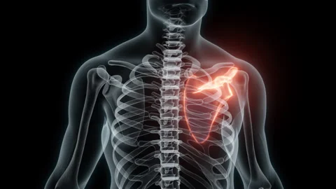 3D Rendering of a Medical Animation of the Scapula. X-ray of the Scapula. Stock Footage 239836210