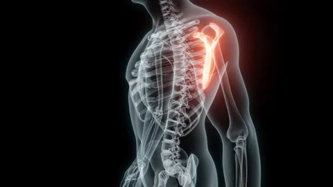 3D Rendering of a Medical Animation of the Scapula. X-ray of the Scapula. Stock Footage 239836471