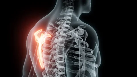 3D Rendering of a Medical Animation of the Scapula. X-ray of the Scapula. Stock Footage 239836992