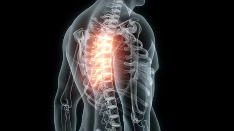 3D Rendering of a Medical Animation of the Spine ,Thoracic Vertebrae. X-ray of Vídeo Stock 239731204